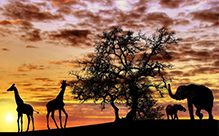 Afrique